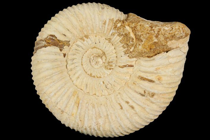 Perisphinctes Ammonite - Jurassic #100234